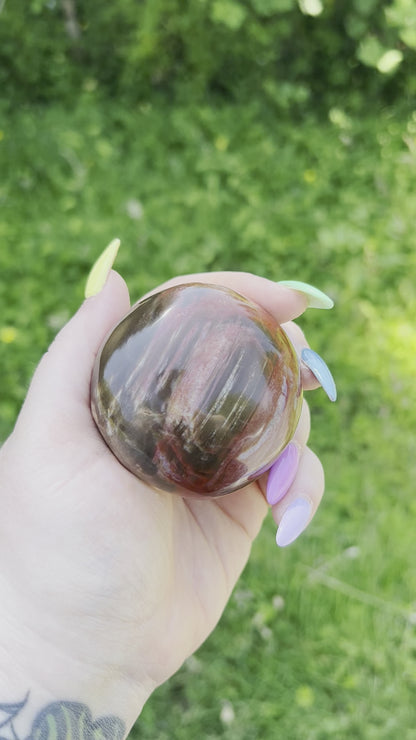 Petrified Wood Palm Stone