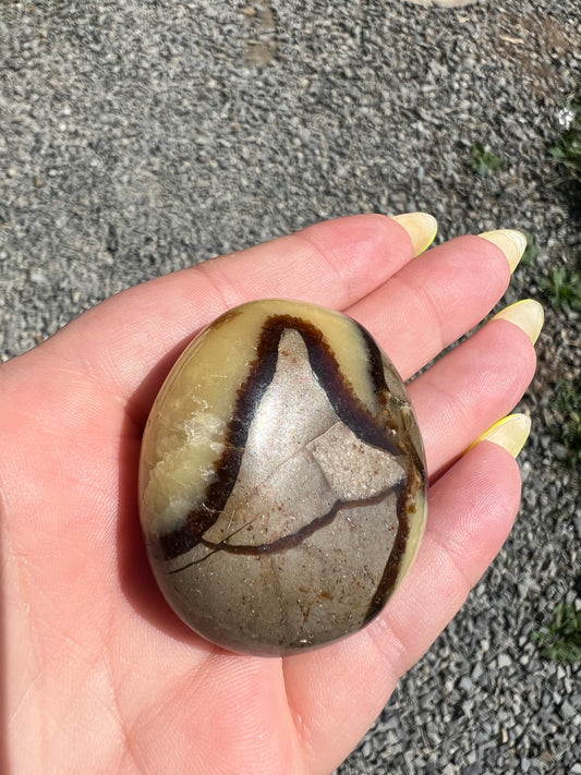 Septarian Palm Stone