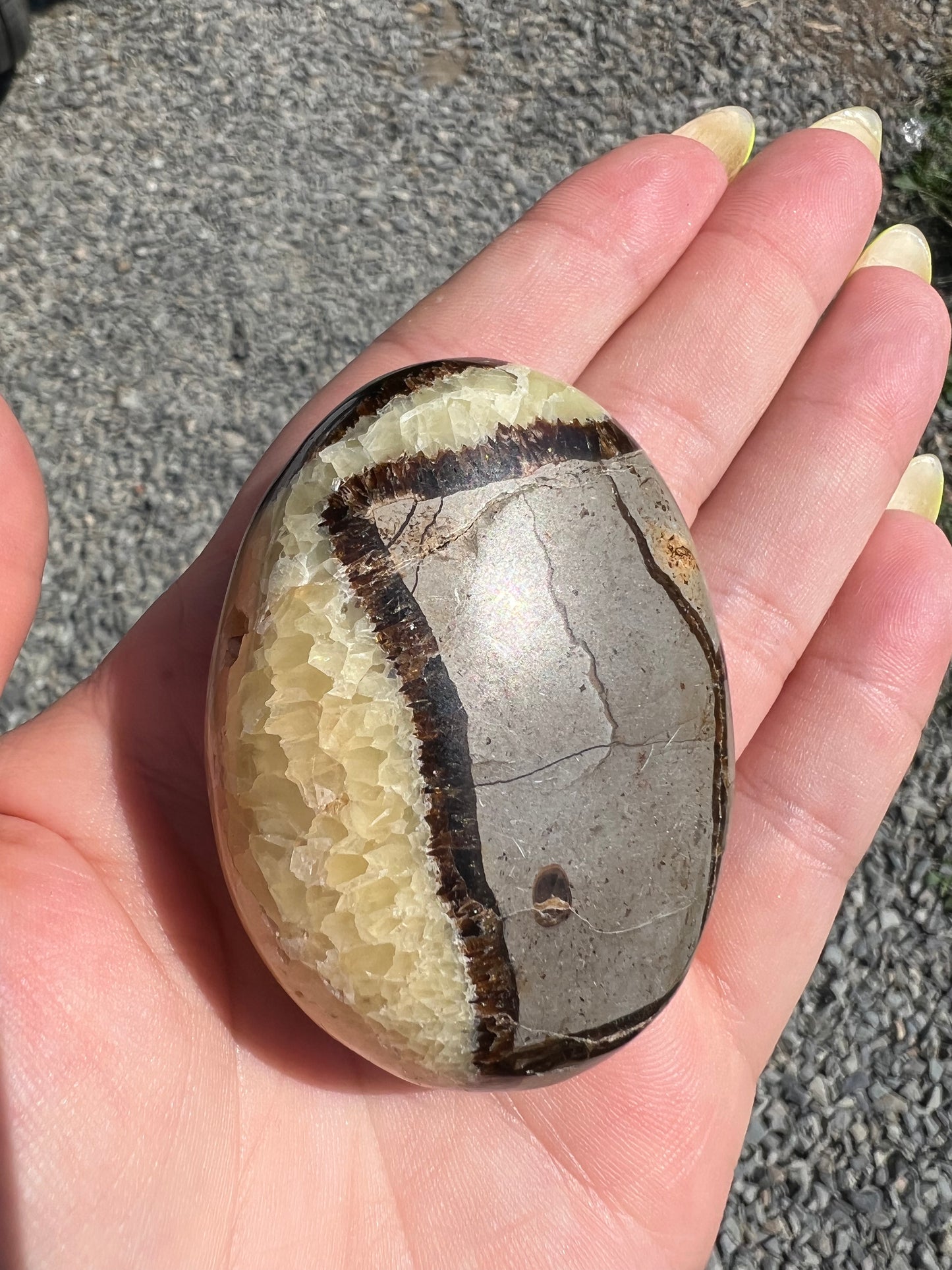 Septarian Palm Stone